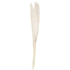 Party Delights A Touch Of Pampas Bleached Pampas Grass (5Pk)< Flowers & Foliage