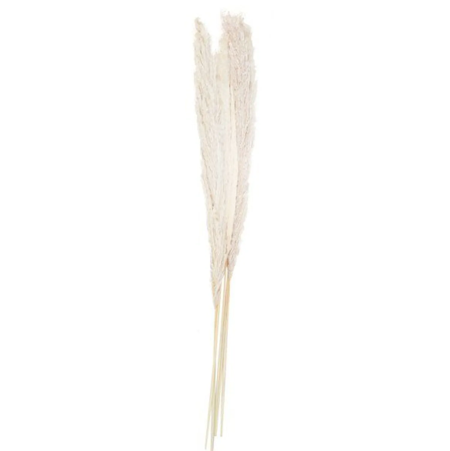 Party Delights A Touch Of Pampas Bleached Pampas Grass (5Pk)< Flowers & Foliage