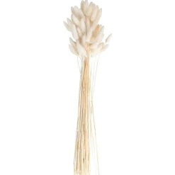 Party Delights A Touch Of Pampas Off White Dried Bunny Tail Grass (20Pk)< Flowers & Foliage
