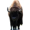 Party Delights Bison (Buffalo) Cardboard Cutout - 180Cm X 90Cm< Cardboard Cut Outs