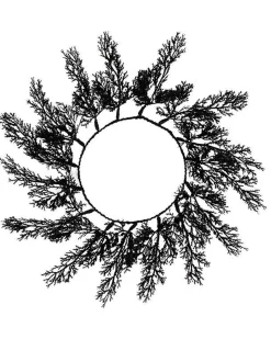 Black Foliage Placemats (4Pk)<Party Delights Best