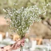 Party Delights Gypsophilia Foliage Stems (5Pk)< Flowers & Foliage