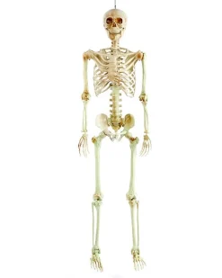 Life Size Skeleton Prop<Party Delights Outlet