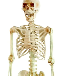 Life Size Skeleton Prop<Party Delights Outlet