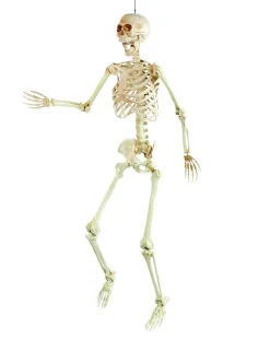 Life Size Skeleton Prop<Party Delights Outlet