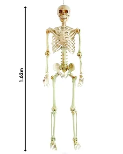 Life Size Skeleton Prop<Party Delights Outlet