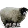 Party Delights Sheep Cardboard Cutout - 63Cm X 89Cm< Cardboard Cut Outs