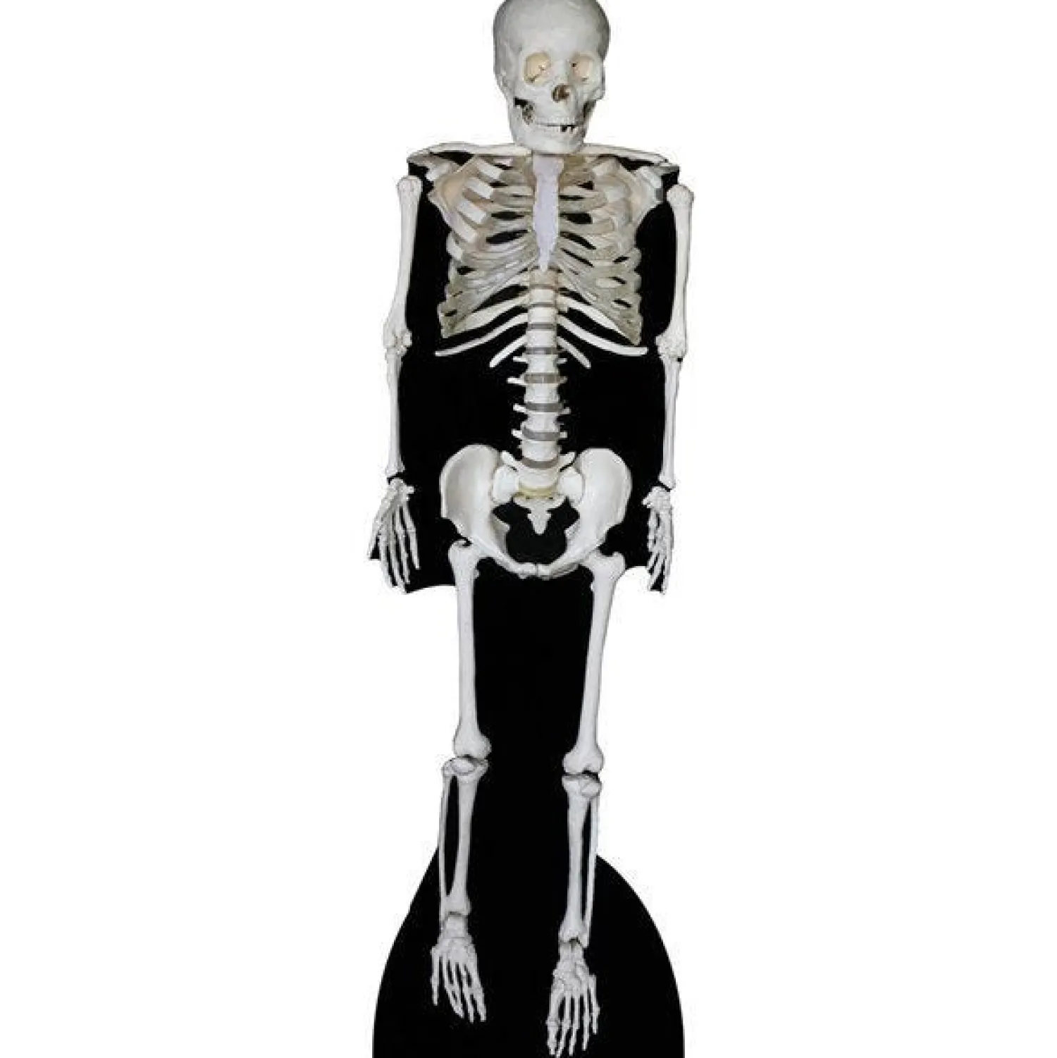 Skeleton Cardboard Cutout - 189Cm X 57Cm<Party Delights